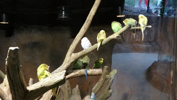 Foto - Bu parkta yok yok! Karadeniz Bölgesi’nde ilk olma özelliği taşıyor