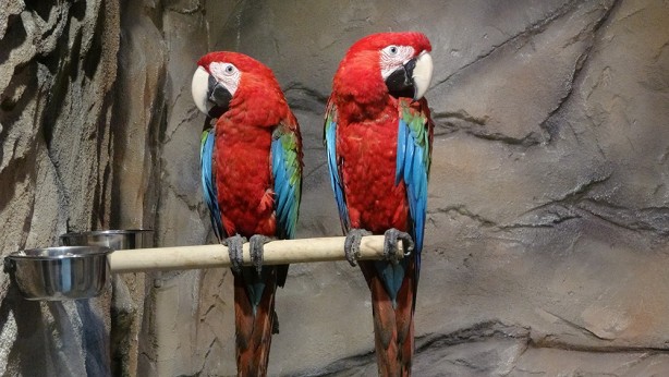 Foto - Bu parkta yok yok! Karadeniz Bölgesi’nde ilk olma özelliği taşıyor