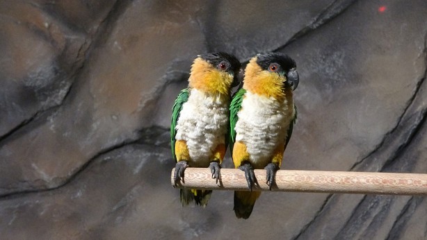 Foto - Bu parkta yok yok! Karadeniz Bölgesi’nde ilk olma özelliği taşıyor