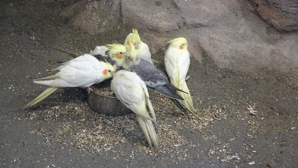 Foto - Bu parkta yok yok! Karadeniz Bölgesi’nde ilk olma özelliği taşıyor