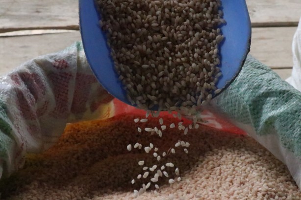 Foto - "Bu pirinç çömlek patlatır"