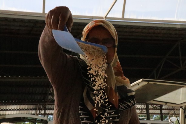 Foto - "Bu pirinç çömlek patlatır"