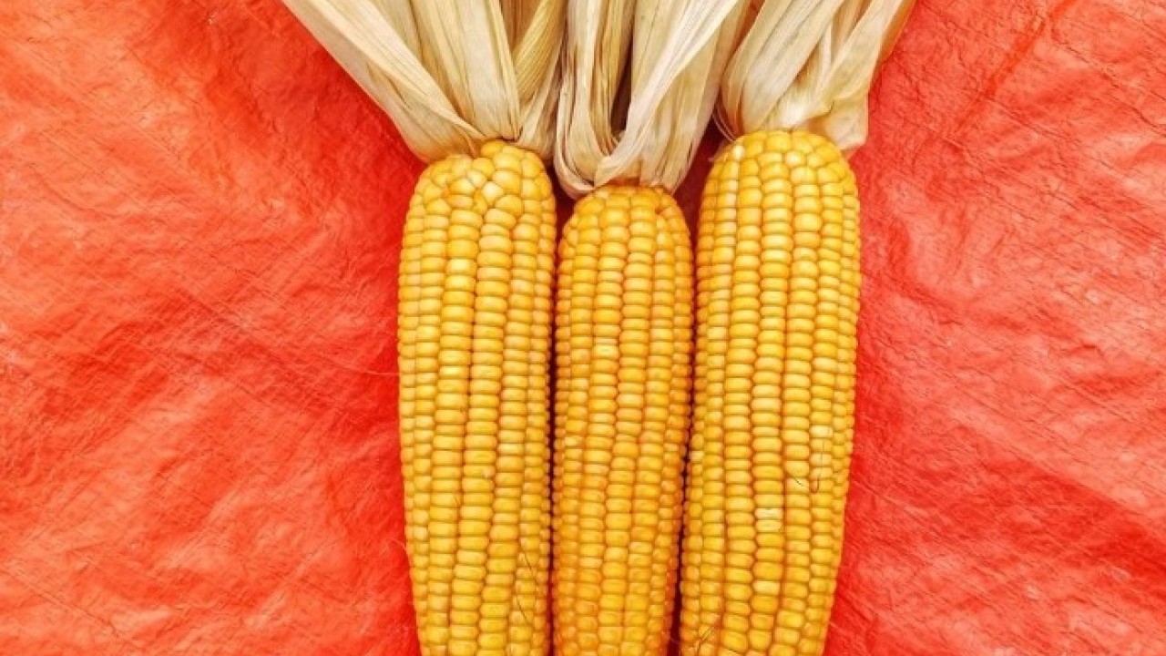 Foto - Bu püf noktalar çok önemli! Mısır seçerken dikkat etmeniz gerekenler