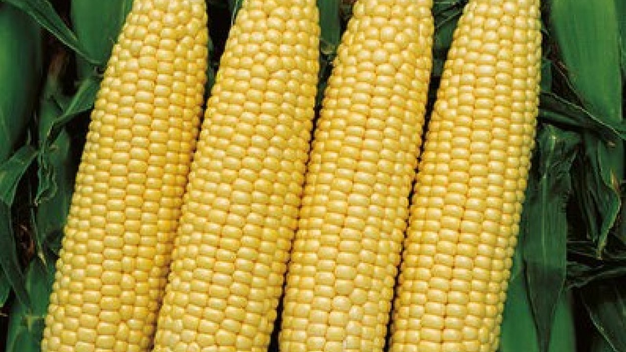 Bu püf noktalar çok önemli! Mısır seçerken dikkat etmeniz gerekenler