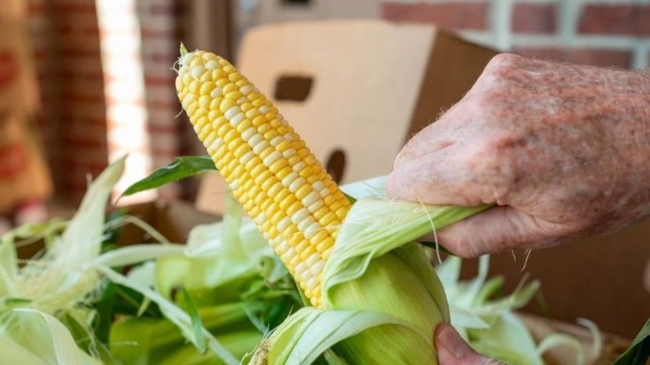Foto - Bu püf noktalar çok önemli! Mısır seçerken dikkat etmeniz gerekenler