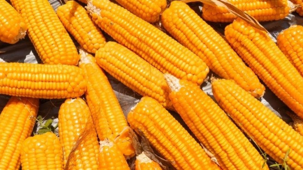 Foto - Bu püf noktalar çok önemli! Mısır seçerken dikkat etmeniz gerekenler