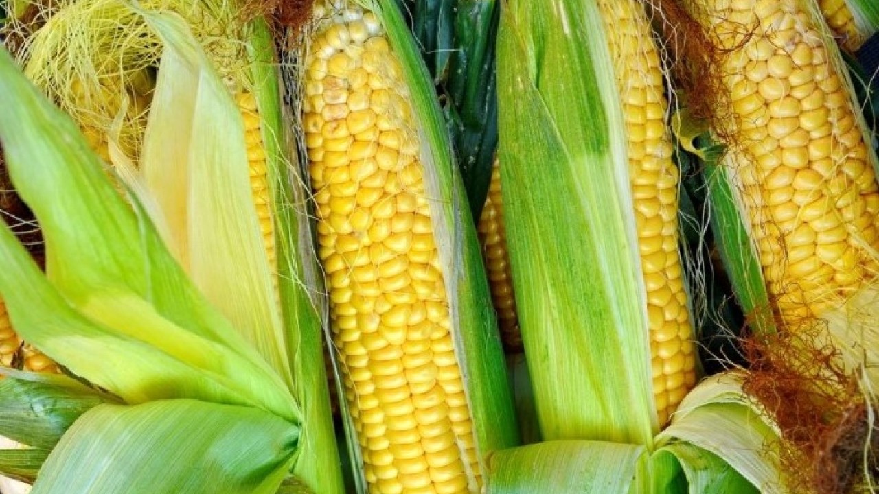 Foto - Bu püf noktalar çok önemli! Mısır seçerken dikkat etmeniz gerekenler