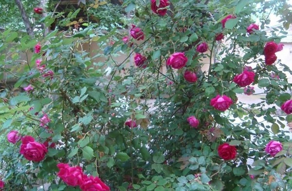 Foto - Bu reçelin kilosu 200 TL