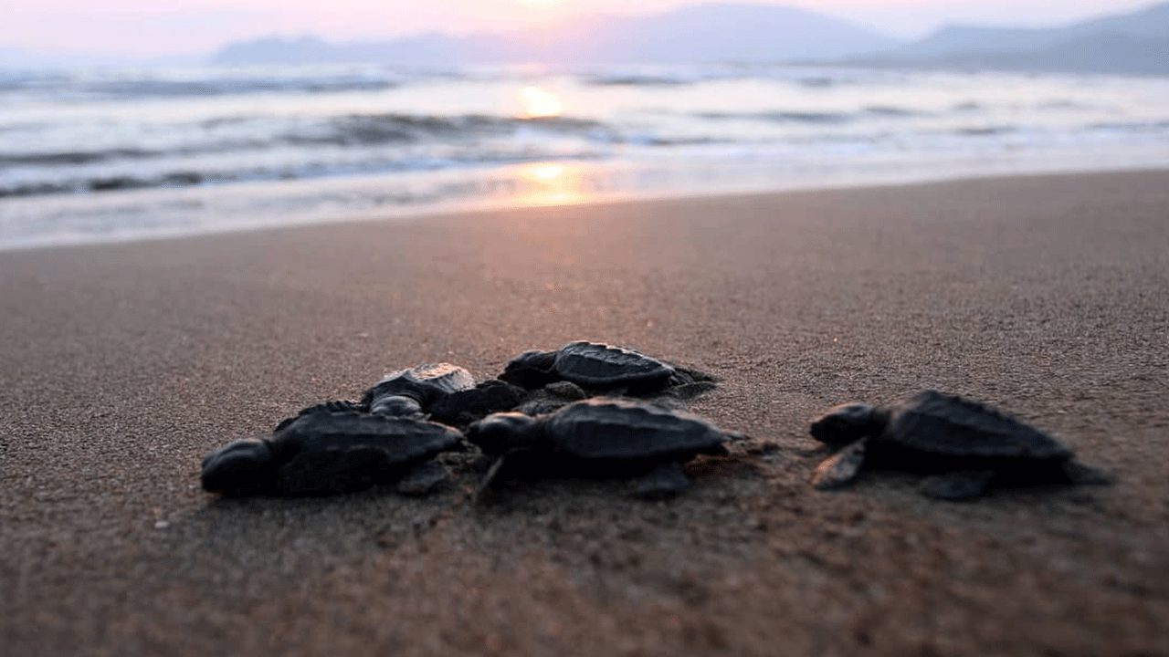 Foto - Bu sahillere gece girenler yandı! Cezası çok ağır!