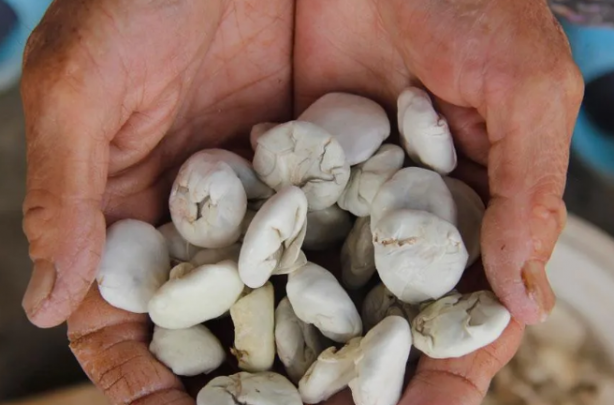 Bu sakız çok ama çok farklı! Her derde deva... Kilosu 2 bin 500 lira