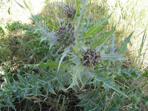 Foto - Bu sakızın şifasını bilen çiğniyor! Bunu duyan hemen apar topar markete koşacak: Doğunun gözdesi kenger bitkisinin öyle bir faydası var ki…