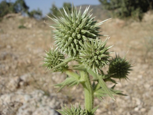 Foto - Bu sakızın şifasını bilen çiğniyor! Bunu duyan hemen apar topar markete koşacak: Doğunun gözdesi kenger bitkisinin öyle bir faydası var ki…