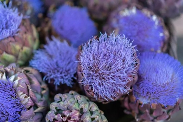 Foto - Bu sakızın şifasını bilen çiğniyor! Bunu duyan hemen apar topar markete koşacak: Doğunun gözdesi kenger bitkisinin öyle bir faydası var ki…