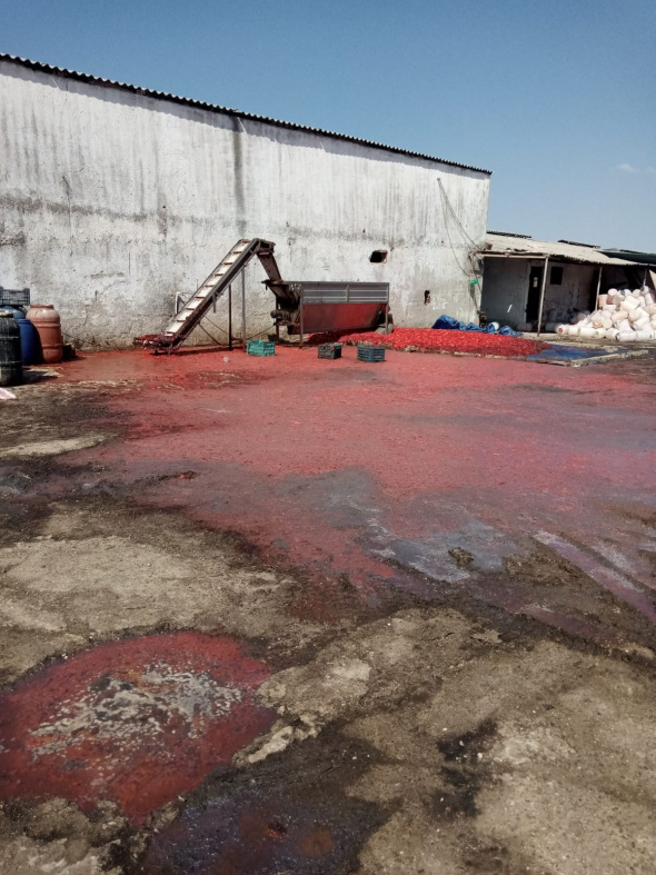 Foto - Bu salça az kalsın evlerimize girecekti! Dehşete düşüren görüntüler