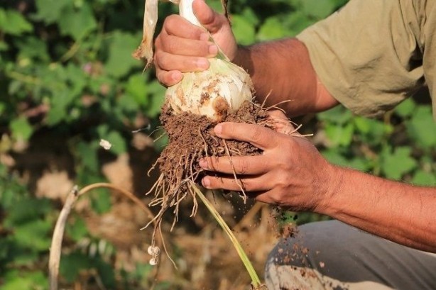 Foto - Bu sarımsağı gören bir daha bakıyor!