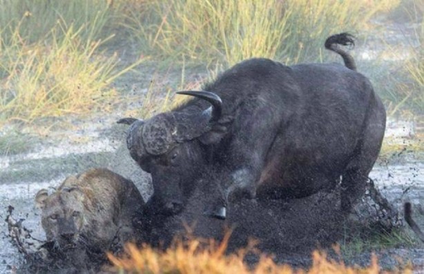 Foto - Bu savaş tam bir saat sürdü! 