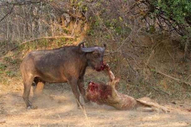 Foto - Bu savaş tam bir saat sürdü! 