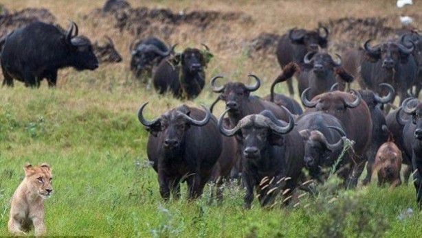 Foto - Bu savaş tam bir saat sürdü! 