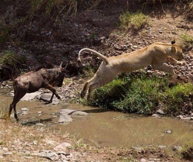 Foto - Bu savaş tam bir saat sürdü! 