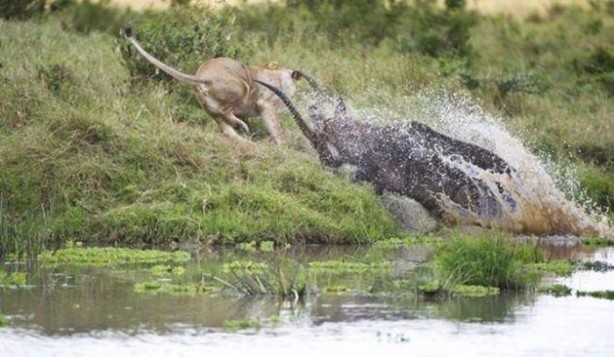 Foto - Bu savaş tam bir saat sürdü! 