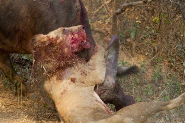 Foto - Bu savaş tam bir saat sürdü! 