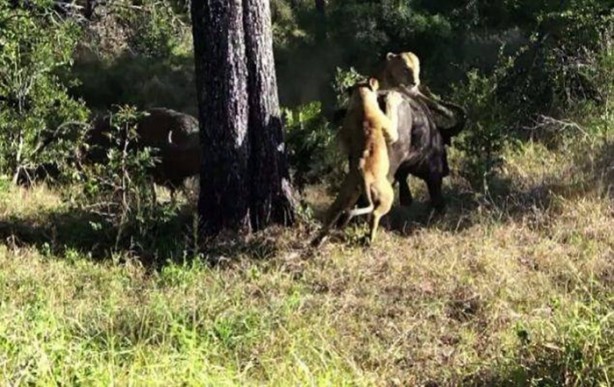  Bu savaş tam bir saat sürdü! 