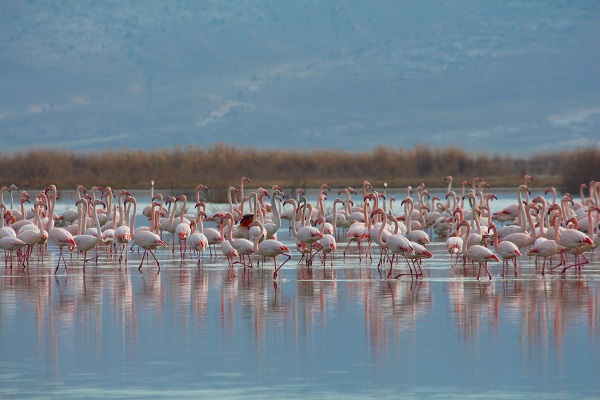 Foto - Bu sazlık göçmen kuşlar için "güvenli liman" 