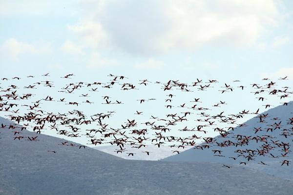 Foto - Bu sazlık göçmen kuşlar için "güvenli liman" 