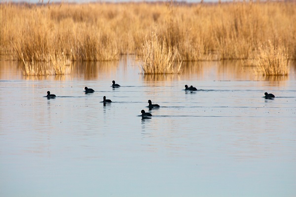 Foto - Bu sazlık göçmen kuşlar için "güvenli liman" 