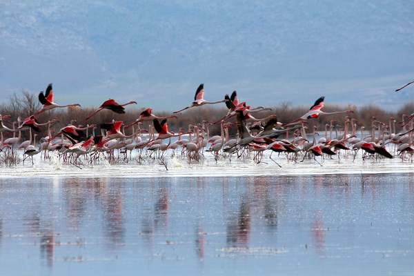 Foto - Bu sazlık göçmen kuşlar için "güvenli liman" 