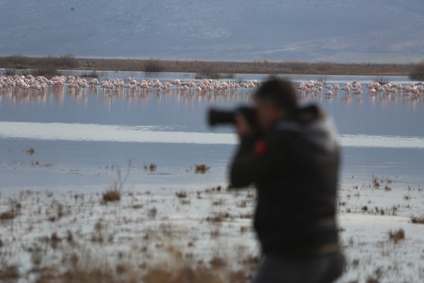 Foto - Bu sazlık göçmen kuşlar için "güvenli liman" 