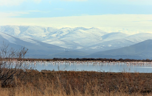 Foto - Bu sazlık göçmen kuşlar için "güvenli liman" 