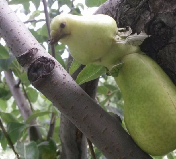 Foto - Bu sebze ve meyveler görenleri şaşırtıyor! Herkes kuş sanıyor ama değil