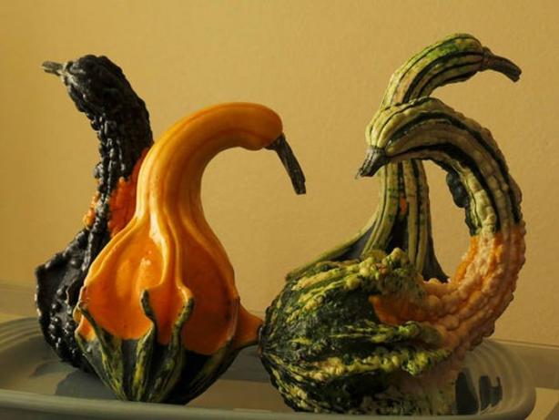 Foto - Bu sebze ve meyveler görenleri şaşırtıyor! Herkes kuş sanıyor ama değil