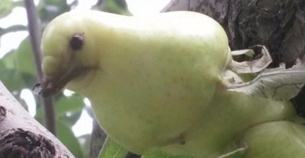 Bu sebze ve meyveler görenleri şaşırtıyor! Herkes kuş sanıyor ama değil