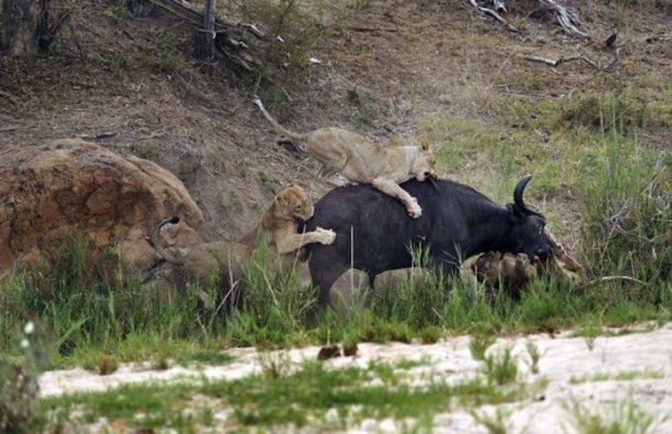 Foto - Bu sefer kim kazanacak?