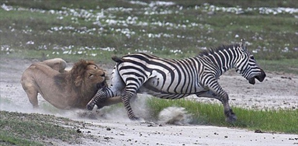 Foto - Bu sefer kim kazanacak?