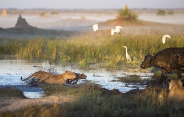 Foto - Bu sefer kim kazanacak?
