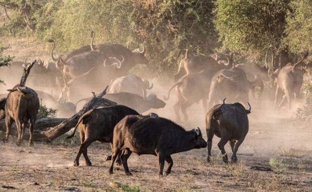 Foto - Bu sefer kim kazanacak?