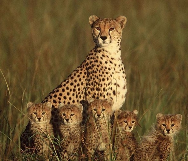 Foto - Bu sefer kim kazanacak?