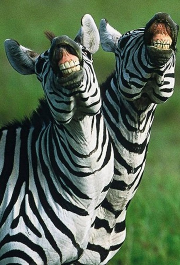 Foto - Bu sefer kim kazanacak?