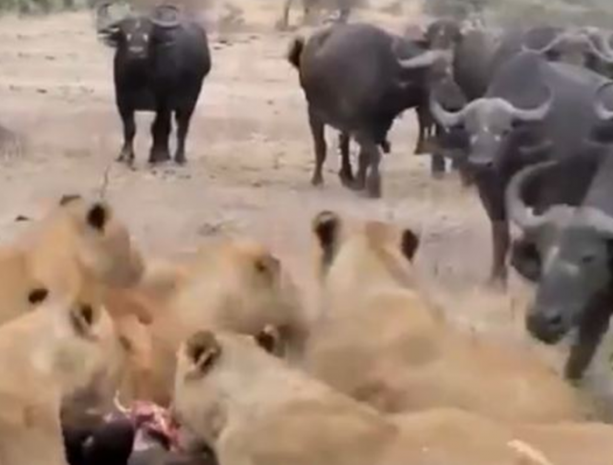 Foto - Bu sefer kim kazanacak?