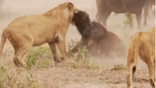 Foto - Bu sefer kim kazanacak?