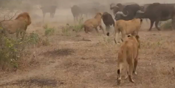 Foto - Bu sefer kim kazanacak?