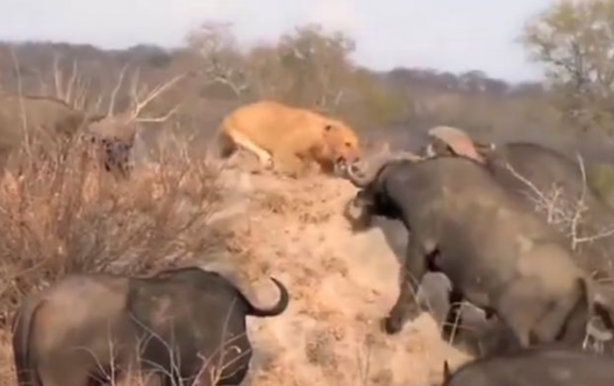 Foto - Bu sefer kim kazanacak?