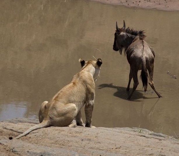 Foto - Bu sefer kim kazanacak?
