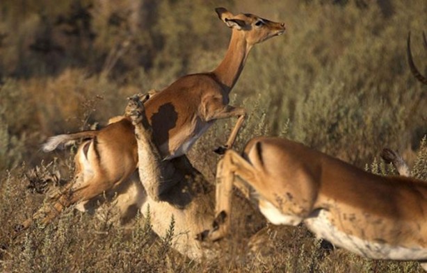 Foto - Bu sefer kim kazanacak?