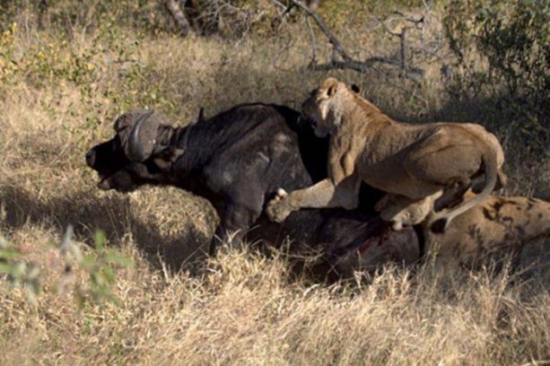 Foto - Bu sefer kim kazanacak?