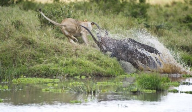 Foto - Bu sefer kim kazanacak?