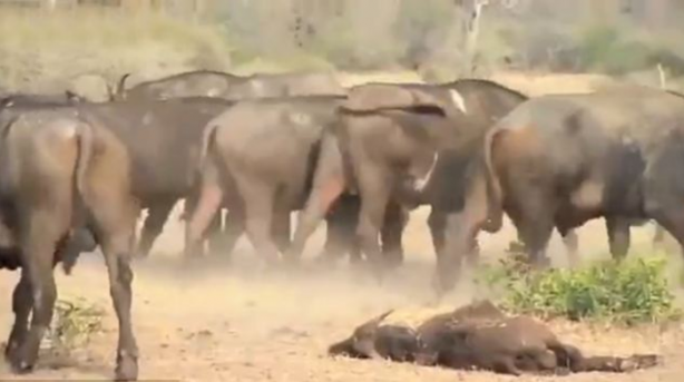 Foto - Bu sefer kim kazanacak?